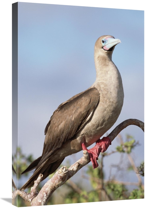 Global Gallery GCS-451558-2030-142 20 x 30 in. Red-Footed Booby in Pal