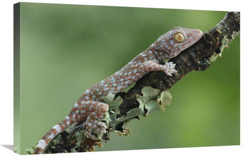 Global Gallery GCS-397546-2030-142 20 x 30 in. Tokay Gecko Juvenile&#4