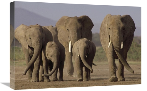 Global Gallery GCS-395763-1624-142 16 x 24 in. African Elephant Herd w