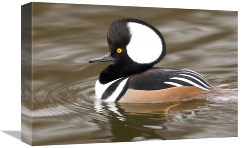 Global Gallery GCS-397370-1218-142 12 x 18 in. Hooded Merganser Male&#
