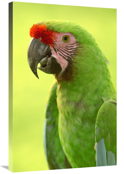Global Gallery GCS-453213-2436-142 24 x 36 in. Military Macaw Portrait