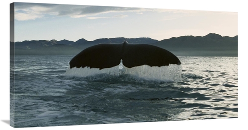 Global Gallery GCS-450563-44-142 44 in. Sperm Whale Diving, New Ze