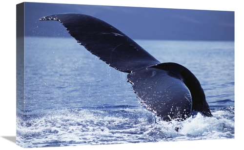 Global Gallery GCS-450804-1624-142 16 x 24 in. Humpback Whale Tail Lob