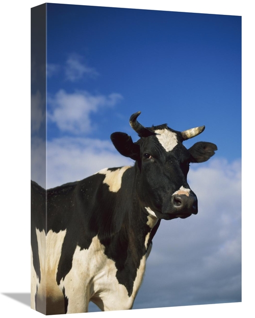 Global Gallery GCS-452626-1218-142 12 x 18 in. Cattle Portrait, Eu