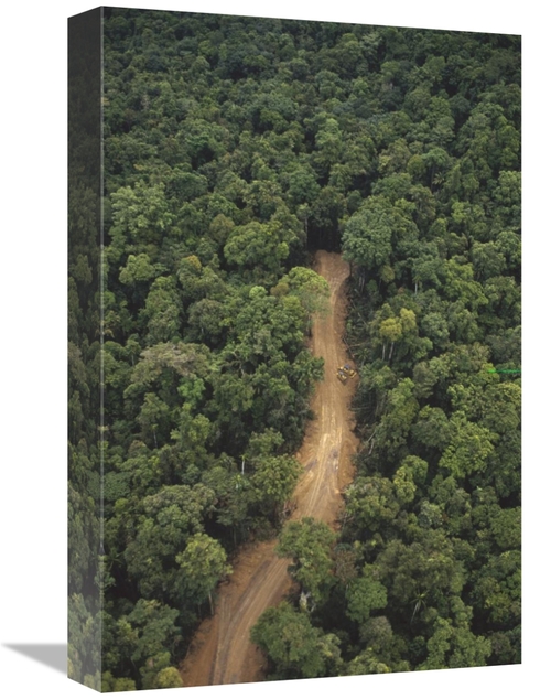 12 x 18 in. New Logging Road in Virgin Lowland Tropical Rainforest&#44