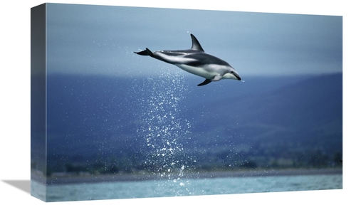 Global Gallery GCS-397709-1218-142 12 x 18 in. Dusky Dolphin Leaping O