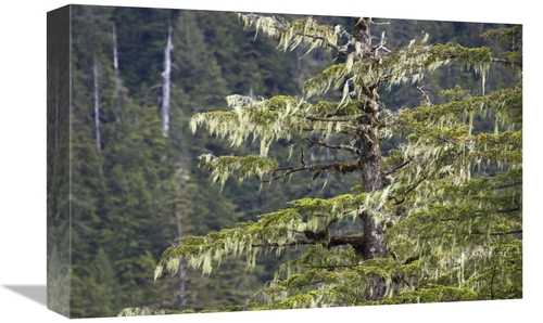 Global Gallery GCS-453617-1218-142 12 x 18 in. Spruce Covered with Bea