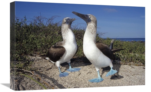 Global Gallery GCS-451382-1624-142 16 x 24 in. Blue-Footed Booby Pair 