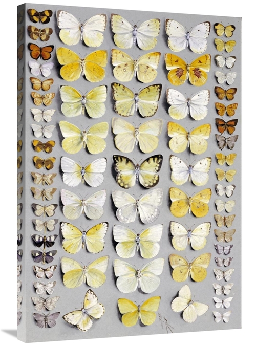 Global Gallery GCS-268488-36-142 36 in. Sixty-Seven Lepidoptera Art Pr