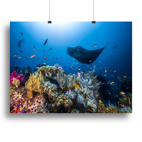 Manta Reef On The Reef Canvas Print or Poster