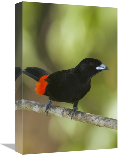 Global Gallery GCS-397301-1218-142 12 x 18 in. Scarlet-Rumped Tanager 
