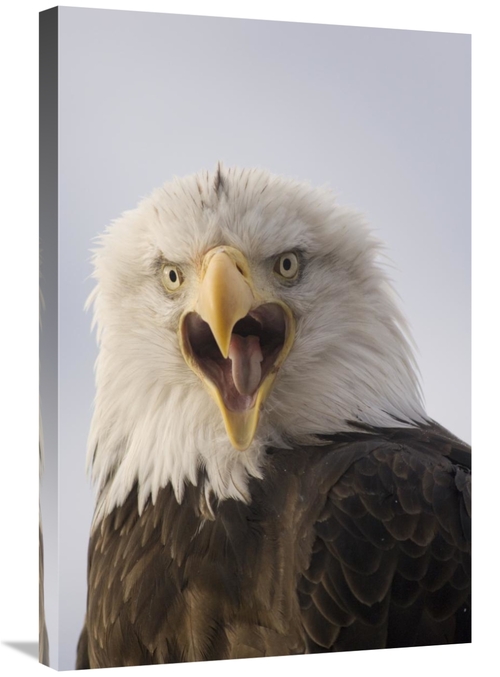 Global Gallery GCS-451933-2030-142 20 x 30 in. Bald Eagle Calling,