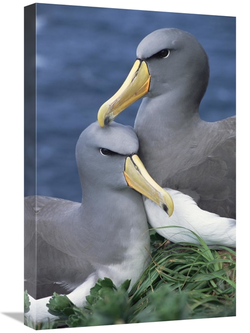 Global Gallery GCS-395649-1624-142 16 x 24 in. Chatham Albatross Affec