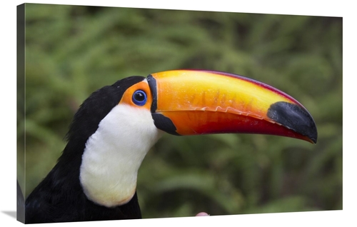 Global Gallery GCS-398140-2436-142 24 x 36 in. Toco Toucan, Native