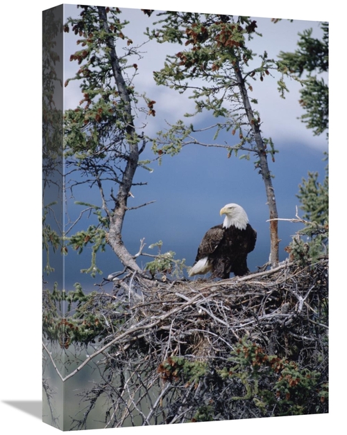 Global Gallery GCS-451903-1218-142 12 x 18 in. Bald Eagle Parent on Ne