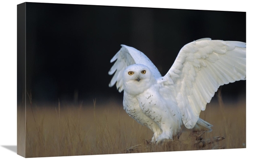 Global Gallery GCS-396610-1624-142 16 x 24 in. Snowy Owl Adult, Ci