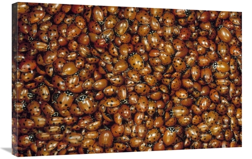 Global Gallery GCS-450947-2436-142 24 x 36 in. Convergent Lady Beetle 