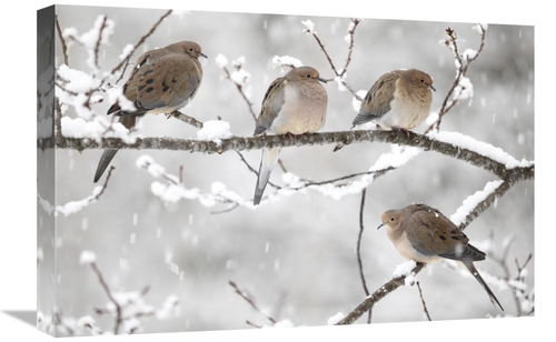 Global Gallery GCS-397600-1624-142 16 x 24 in. Mourning Dove Group in 