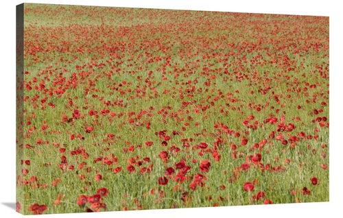 Global Gallery GCS-398082-2436-142 24 x 36 in. Red Poppy in A Cereal F