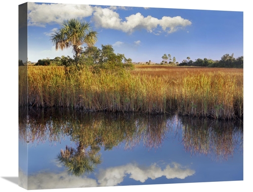 Global Gallery GCS-396553-22-142 22 in. Cabbage Palm in Wetland, F
