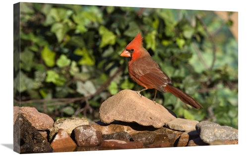 Global Gallery GCS-453350-2030-142 20 x 30 in. Northern Cardinal Male&