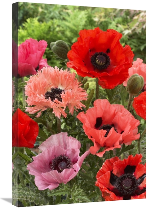 Global Gallery GCS-398336-2030-142 20 x 30 in. Oriental Poppy Flowers 