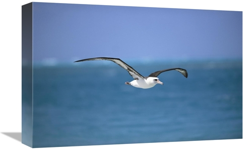 Global Gallery GCS-451555-1218-142 12 x 18 in. Laysan Albatross Flying