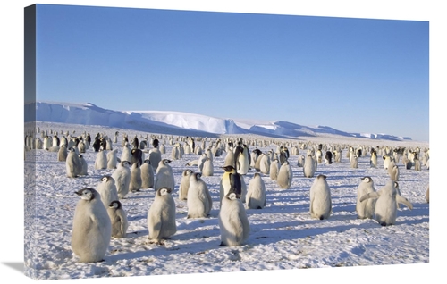 Global Gallery GCS-451189-2030-142 20 x 30 in. Emperor Penguin Rookery