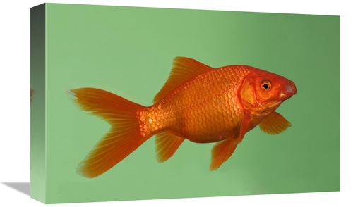 Global Gallery GCS-452576-1218-142 12 x 18 in. Goldfish in Aquarium Ar