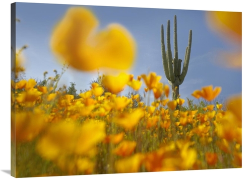 Global Gallery GCS-395953-3040-142 30 x 40 in. Saguaro Cactus & Califo