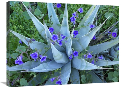 Global Gallery GCS-396121-2432-142 24 x 32 in. Desert Bluebell & Agave