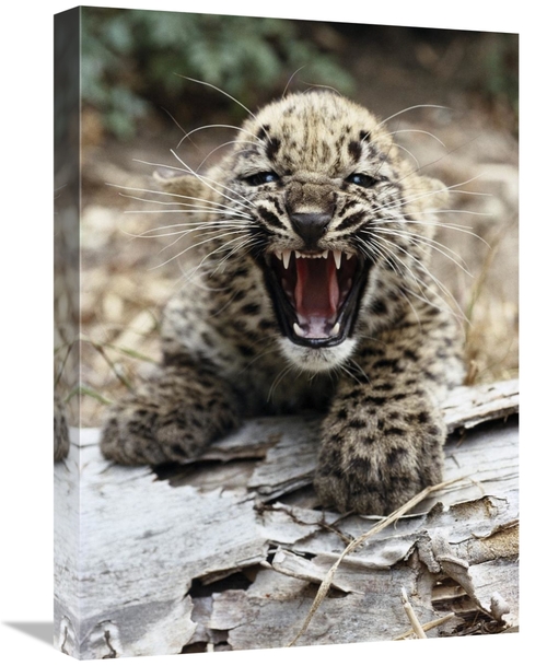 Global Gallery GCS-450817-22-142 22 in. Persian Leopard Cub Snarling&#