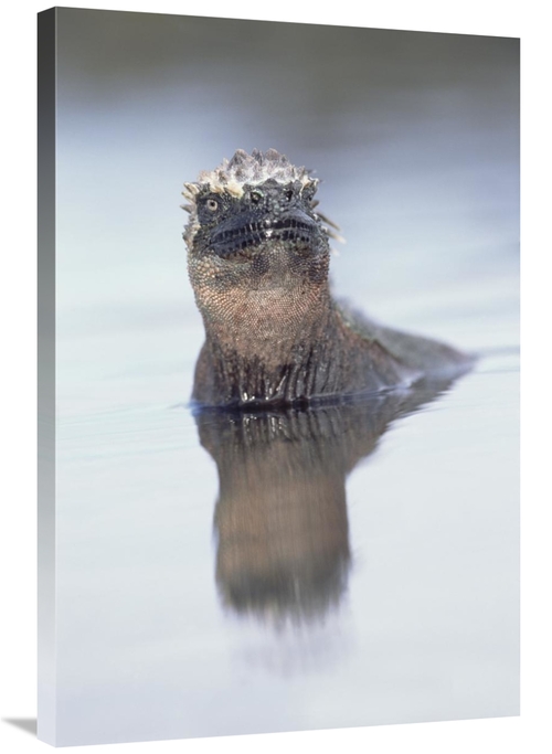 Global Gallery GCS-451567-2436-142 24 x 36 in. Marine Iguana in Tidal 