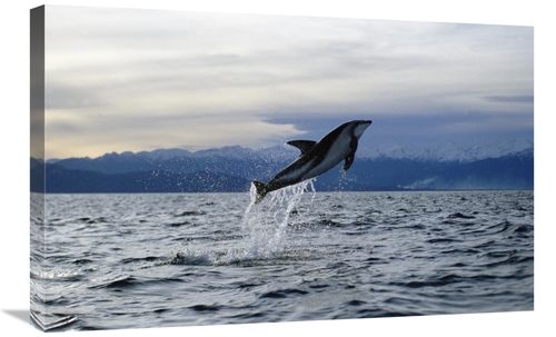 Global Gallery GCS-450681-2030-142 20 x 30 in. Dusky Dolphin Leaping&#