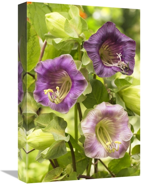 Global Gallery GCS-398340-1218-142 12 x 18 in. Cup-And-Saucer VIne Flo