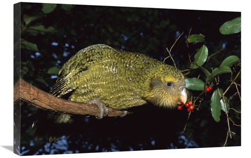 Global Gallery GCS-451744-2030-142 20 x 30 in. Kakapo Feeding on Suppl