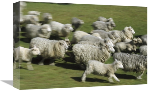 Global Gallery GCS-452461-1218-142 12 x 18 in. Domestic Sheep Herd Run