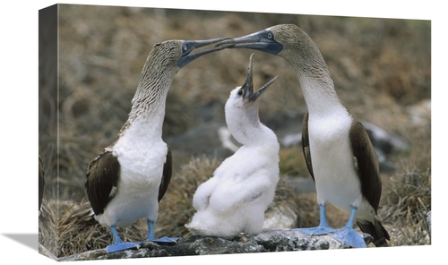 Global Gallery GCS-451233-1218-142 12 x 18 in. Blue-Footed Booby Famil