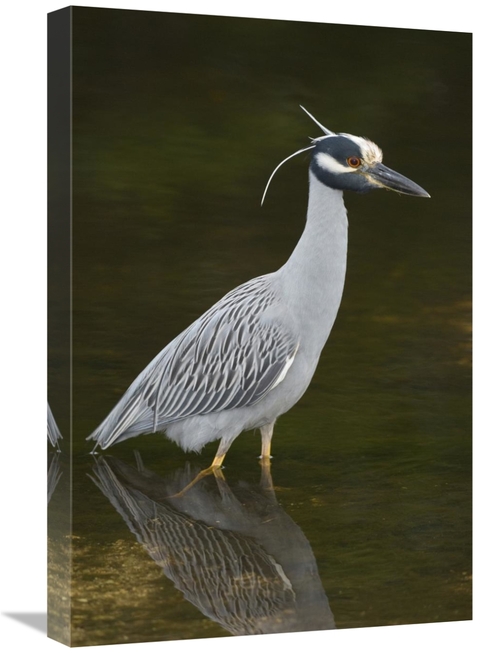 Global Gallery GCS-397424-1624-142 16 x 24 in. Yellow-Crowned Night He