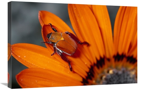 Global Gallery GCS-397236-2030-142 20 x 30 in. Scarab Beetle on A Guzm