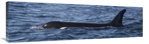 Global Gallery GCS-395450-44-142 44 in. Orca Surfacing Showing Dorsal 