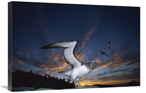 Global Gallery GCS-451682-2030-142 20 x 30 in. Salvins Albatrosses Ret