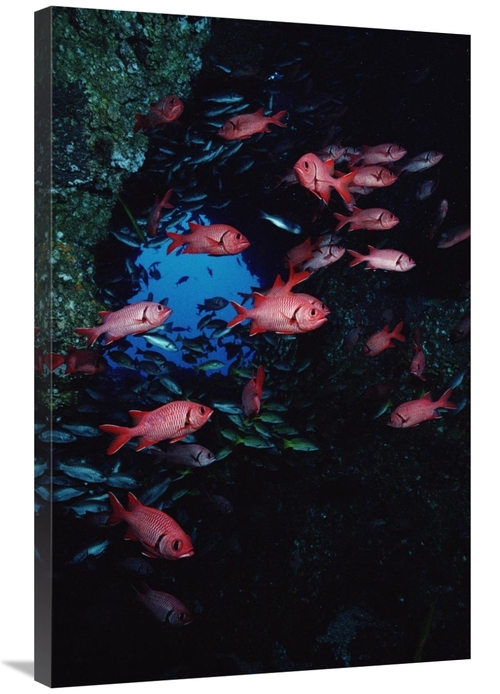 Global Gallery GCS-450742-2436-142 24 x 36 in. Squirrelfish Schooling 