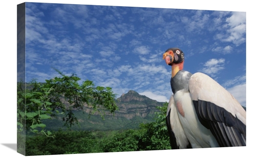 Global Gallery GCS-451532-1624-142 16 x 24 in. King Vulture, Cerro