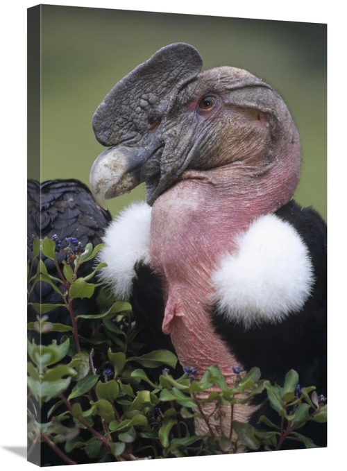 Global Gallery GCS-451247-2030-142 20 x 30 in. Andean Condor Male,