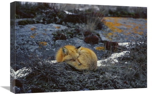 Global Gallery GCS-452499-1624-142 16 x 24 in. Red Fox Sleeping on Lic