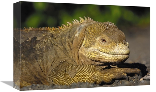 Global Gallery GCS-453078-1218-142 12 x 18 in. Galapagos Land Iguana&#