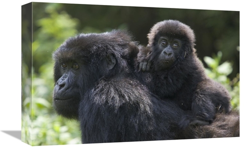 Global Gallery GCS-395797-1218-142 12 x 18 in. Mountain Gorilla Infant