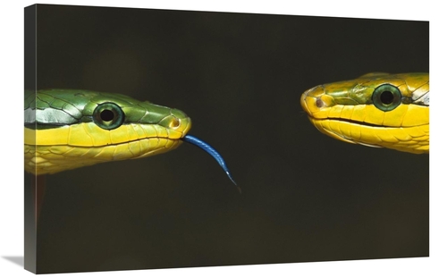 Global Gallery GCS-453366-2030-142 20 x 30 in. Colubrid Snakes Making 