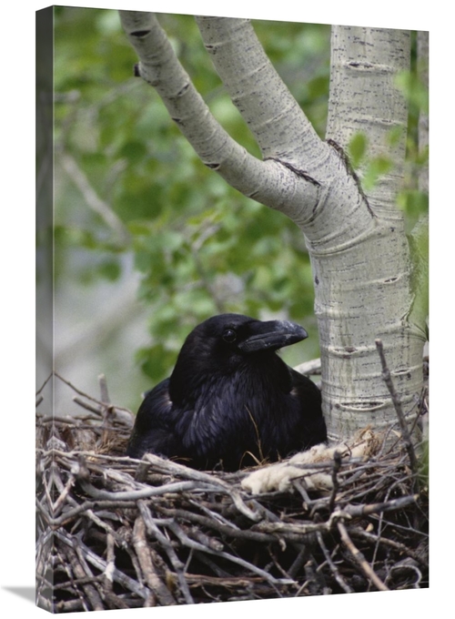 Global Gallery GCS-451898-2030-142 20 x 30 in. Common Raven Incubating